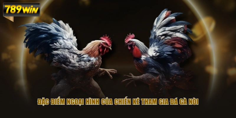 Thông Tin Về Đá Gà Nòi & Cẩm Nang Nhận Diện Tướng Kê 3 Đặc điểm ngoại hình của chiến kê tham gia đá gà nòi