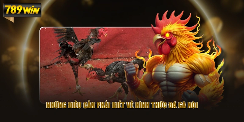 Thông Tin Về Đá Gà Nòi & Cẩm Nang Nhận Diện Tướng Kê 2 Những điều cần phải biết về hình thức đá gà nòi